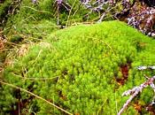 Flora peligro extinción Venezuela: musgos Bryophyta)