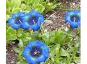 Genciana