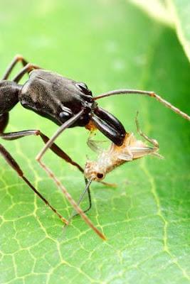Cuántas veces hemos sido victima de las hormigas? hoy conseguí 50 formas de eliminarlas de manera orgánica. (En el blog del Hortelano yo)