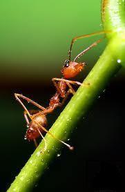 Cuántas veces hemos sido victima de las hormigas? hoy conseguí 50 formas de eliminarlas de manera orgánica. (En el blog del Hortelano yo)