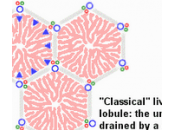 Dieta para perros hepatopatía (enfermedad hepática hígado)