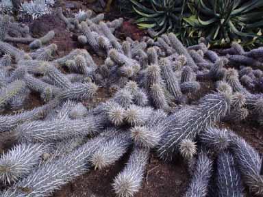 Stenocereus eruca, el cactus que se cree una oruga