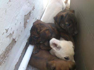 Galga con 11 cachorros en una carretera, los cachorros ya andan y corren grave pel‏igro. (Murcia)