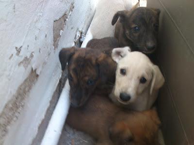 Galga con 11 cachorros en una carretera, los cachorros ya andan y corren grave pel‏igro. (Murcia)