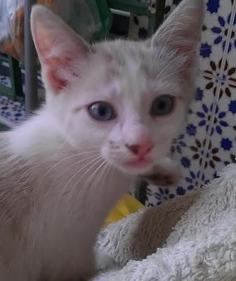 Marilyn - gatita de 2 meses en adopción. La elegancia y la ternura de Marilyn‏.