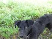 Lunas también ataca alemán.