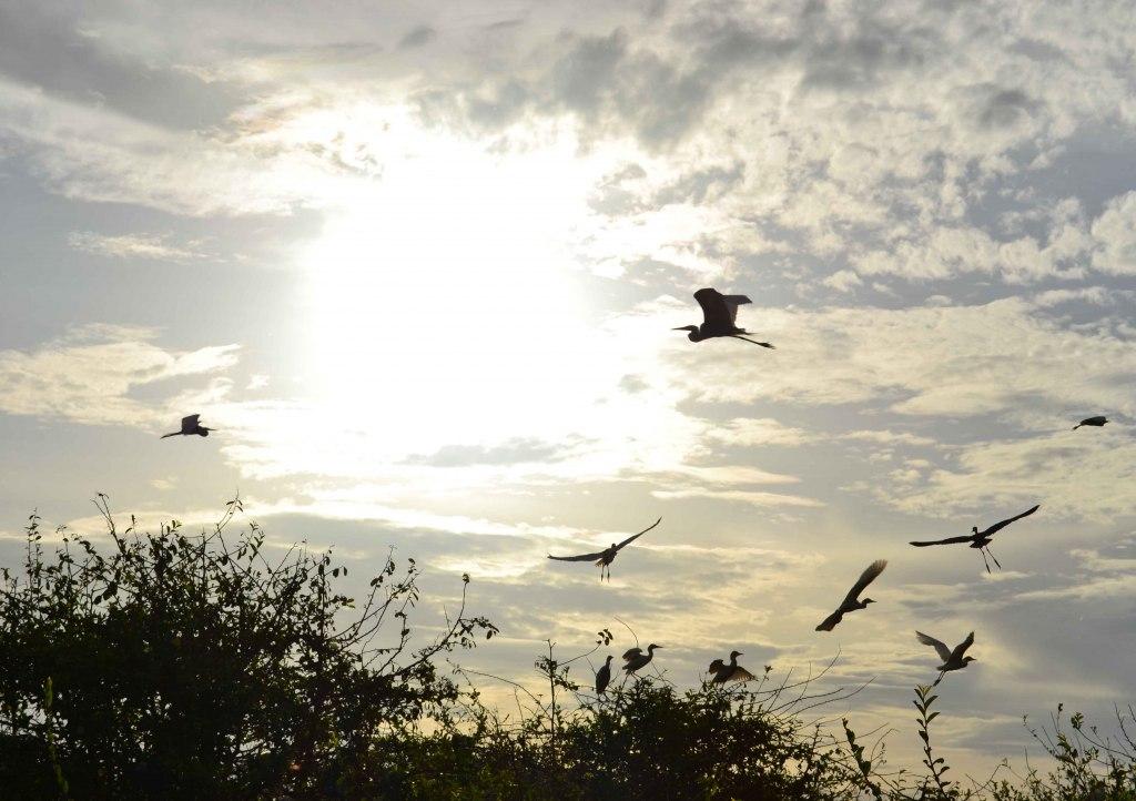 Los días en Hato Cristero