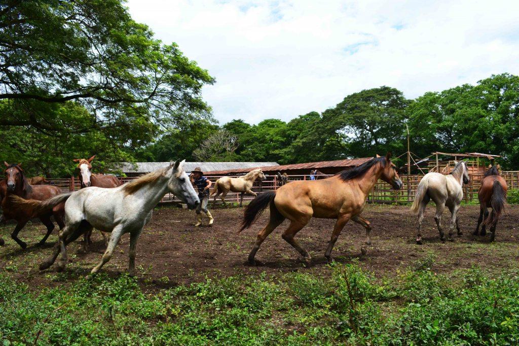 Los días en Hato Cristero