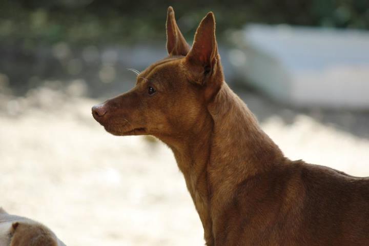 Este bellezón sigue en adopción