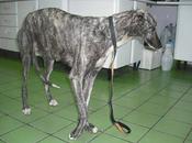 Demy, galga cruelmente atropellada hospitalizada. (Córdoba)
