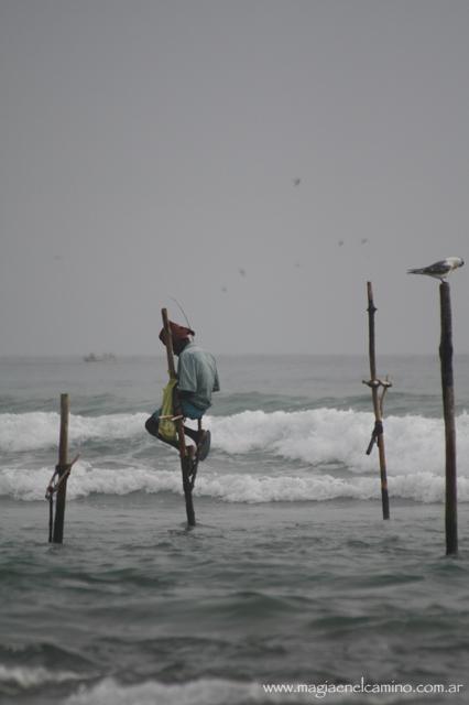 Qué hacer y ver en Sri Lanka