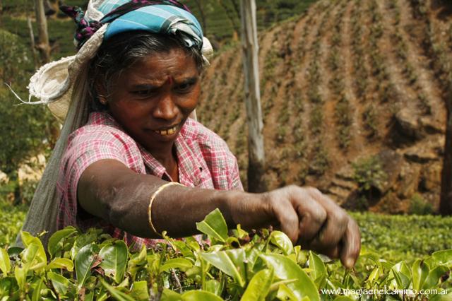 Qué hacer y ver en Sri Lanka