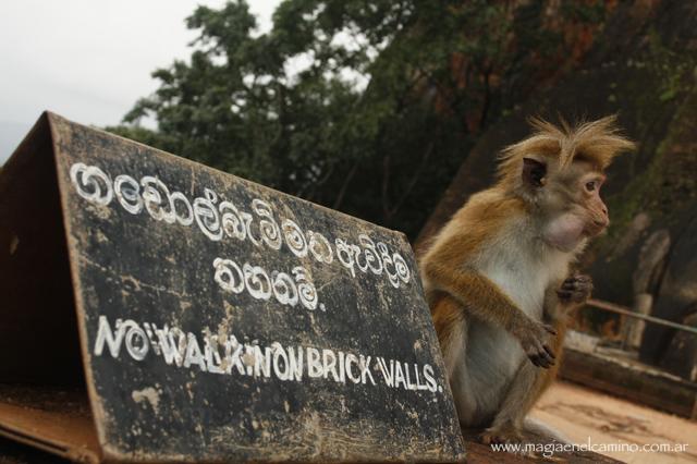 Qué hacer y ver en Sri Lanka