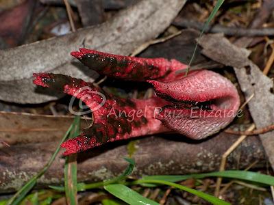 Estrella roja en Ajo...