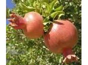 Planta medicinal Granado