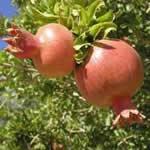 Granado plantas medicinales