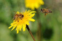 Como zumbido de abejas para sus oídos