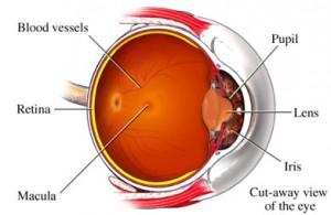 Se descubren genes relacionados con la degeneración macular