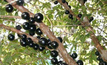 jaboticaba.jpg