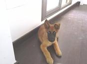 pastor aleman meses necesita acogida adopcion!!‏