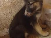 Poti (cachorrito cruce pastor alemán meses) perrera. (Vizcaya)