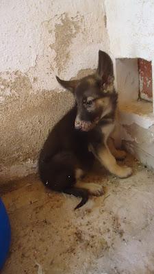 Poti (cachorrito cruce pastor alemán 4 meses) en la perrera. (Vizcaya)