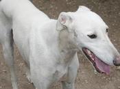 URGENTE!! DAMASO, GALGO PURO totalmente blanco AÑOS, SIGUE ACOGIDA. VALENCIA