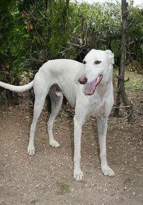 MUY URGENTE!! DAMASO, GALGO PURO totalmente blanco DE 2 AÑOS, SIGUE SIN ACOGIDA. VALENCIA