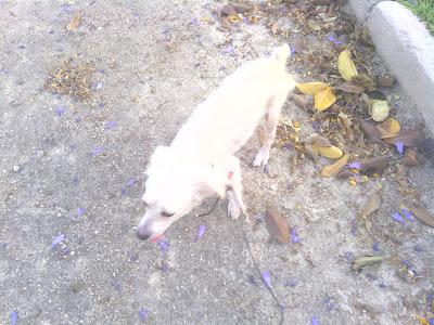 Ros es trasparente por su pequeña alergia!! adopción o acogida!!!‏