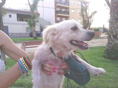 Ros es trasparente por su pequeña alergia!! adopción o acogida!!!‏