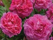 David Austin, nuevas rosas para 2013