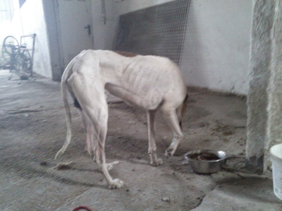 urgente galgo famelico por la carretera!!!!!