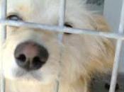 Natillas, tiraron canal patas atadas para ahogara, sigue perrera nadie quiere.