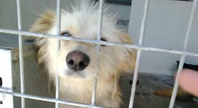 Natillas, la tiraron al canal con las patas atadas para que se ahogara, sigue en la perrera y nadie la quiere.