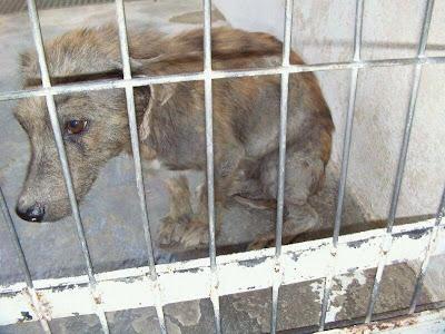 TRISTON, su nombre lo dice todo, perrito de tamaño pequeño en la perrera.