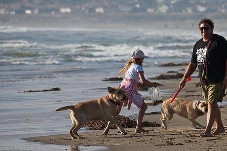 Father and daughter play with their two Labrador dogs on Morro Strand State Beach, 03 June 2009