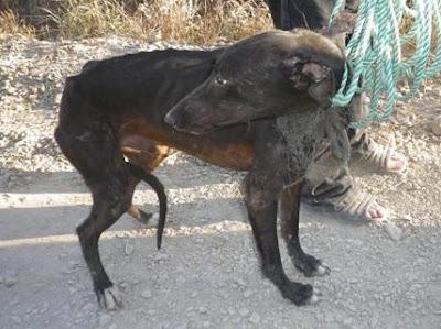 Zeus, ese pequeño cachorro de galgo, que incluso antes de nacer ya tenía su destino, 