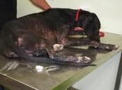 Zeus, pequeño cachorro galgo, incluso antes nacer tenía destino, "GANAR MORIR".