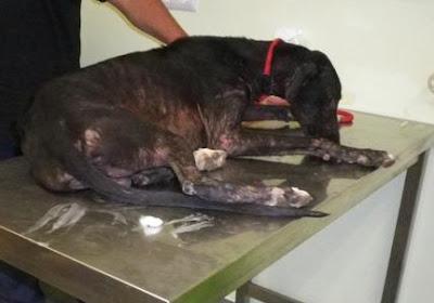 Zeus, ese pequeño cachorro de galgo, que incluso antes de nacer ya tenía su destino, 