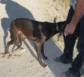 Zeus, ese pequeño cachorro de galgo, que incluso antes de nacer ya tenía su destino, 