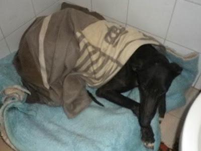 Zeus, ese pequeño cachorro de galgo, que incluso antes de nacer ya tenía su destino, 