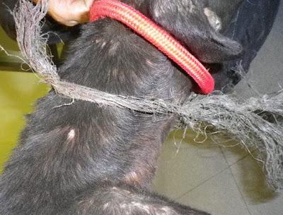 Zeus, ese pequeño cachorro de galgo, que incluso antes de nacer ya tenía su destino, 