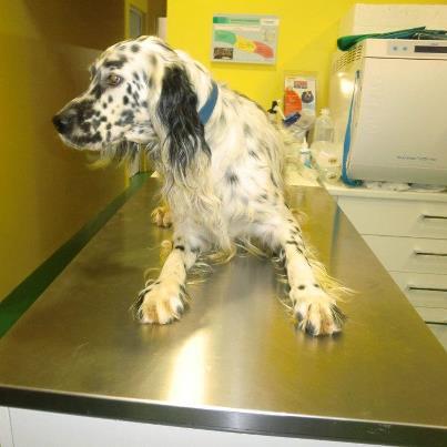 Foto: Se llama Bat, tiene 2 años. Su dueño le queria sacrificar porque segun el se cansaba y no cazaba (me reservo mi comentario). Los veterinarios de mi pueblo se negaron a sacrificarlo y lo tienen en acogida. Bat necesita un hogar, donde le den todo el amor que el se merece y le cuiden. Bat es cariñoso, bueno y muy noble. Se lleva bien con otros perros, y con las personas, con gatos no lo sabemos.   Bat, se entrega con contrato de adopcion y compromiso de esterilizacion. Esta en Amurrio (Alava, Pais Vasco) No se envia.   ABSTENERSE CAZADORES!!!   Contacto: yo misma en face: Patricia Izquierdo Sarasola, o escribir email a: Hayde_1979@hotmail.com ( en el asunto poner Bat)