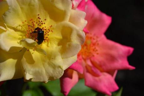 La lírica de las rosas