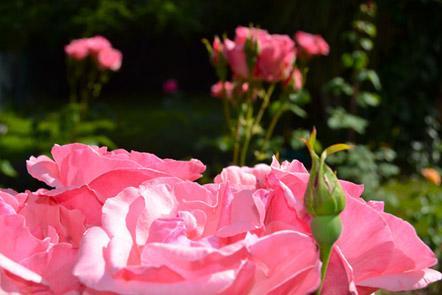 La lírica de las rosas