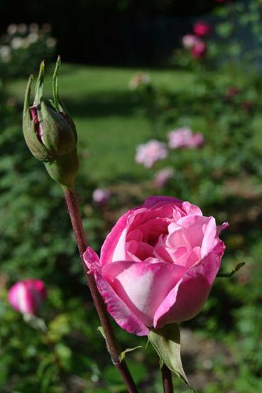 La lírica de las rosas