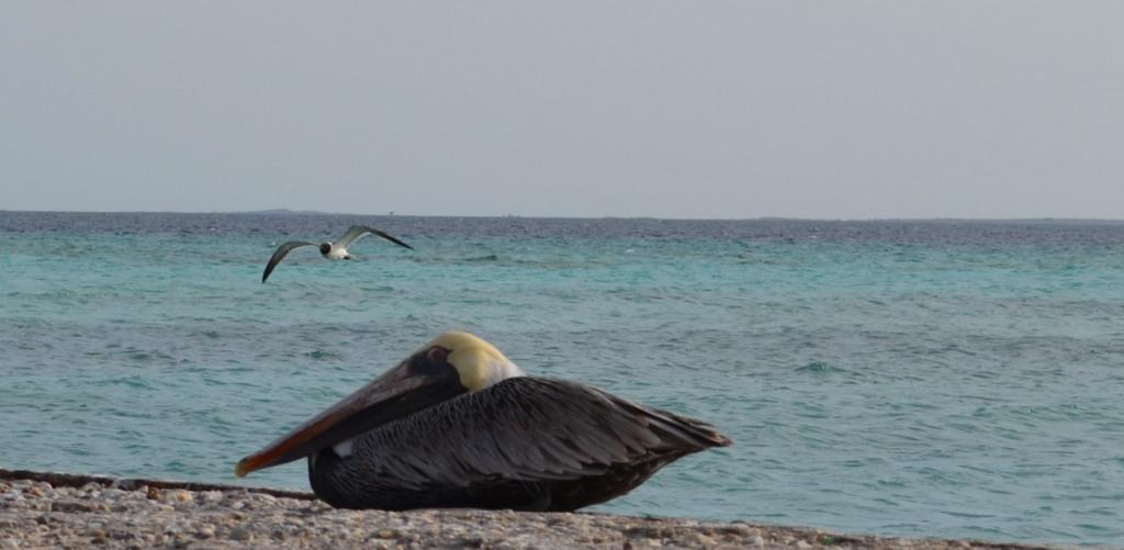 Un susto y un domingo en Los Roques