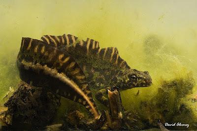 Un dinosaurio en el estanque