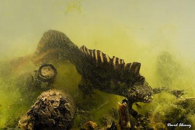 Un dinosaurio en el estanque