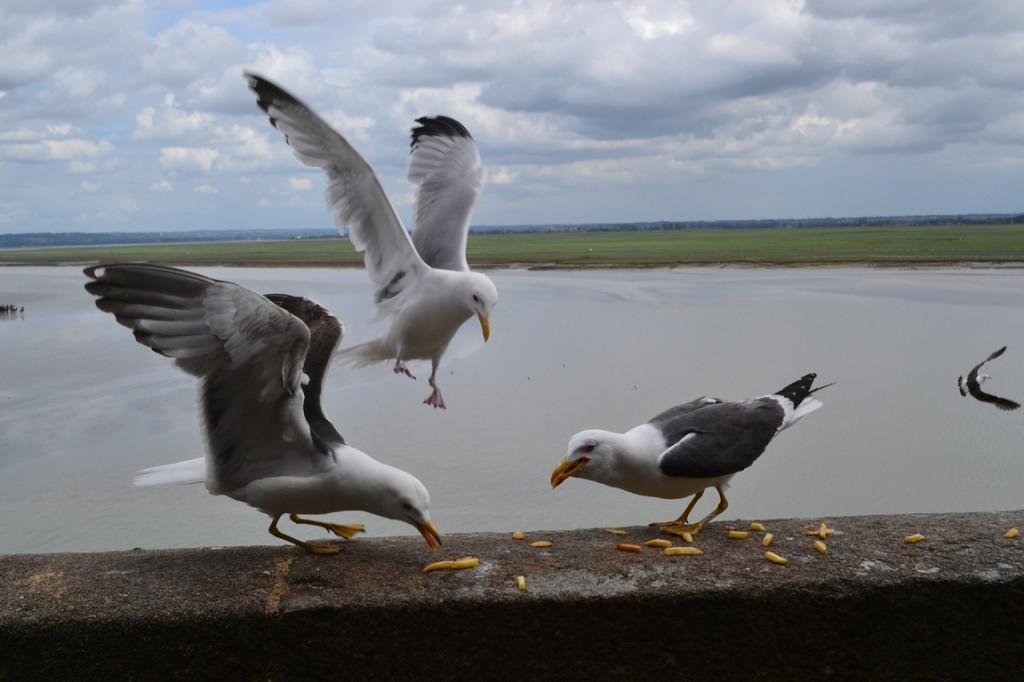 Gaviotas de la isla. Detrás, el fongoso banco de arena.